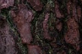 Pine softwood tree texture background in mixed forest Royalty Free Stock Photo