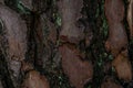 Pine softwood tree texture background in mixed forest Royalty Free Stock Photo