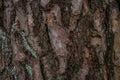Pine softwood tree texture background in mixed forest Royalty Free Stock Photo