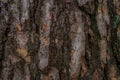 Pine softwood tree texture background in mixed forest Royalty Free Stock Photo
