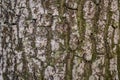 Pine softwood tree texture background in mixed forest Royalty Free Stock Photo