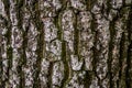 Pine softwood tree texture background in mixed forest Royalty Free Stock Photo