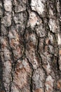 Pine spruce bark