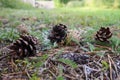 Pine or spruce cones lie on old dried up foliage and on pine needles. close-up. Forest path in a coniferous forest