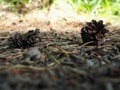 Pine or spruce cones lie on old dried up foliage and on pine needles. close-up. Forest path in a coniferous forest