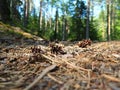 Pine or spruce cones lie on old dried up foliage and on pine needles. close-up. Forest path in a coniferous forest