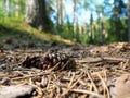 Pine or spruce cones lie on old dried up foliage and on pine needles. close-up. Forest path in a coniferous forest