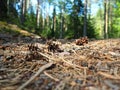 Pine or spruce cones lie on old dried up foliage and on pine needles. close-up. Forest path in a coniferous forest