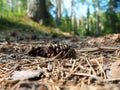 Pine or spruce cones lie on old dried up foliage and on pine needles. close-up. Forest path in a coniferous forest