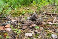 Pine or spruce cones lie on old dried up foliage and on pine needles. close-up. Forest path in a coniferous forest