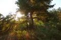 Pine, spruce, sun through coniferous branches.