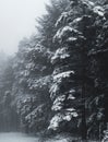 Pine and spruce trees covered in snow Royalty Free Stock Photo