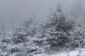 Pine and spruce trees covered in snowfall