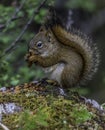 Pine squirrel