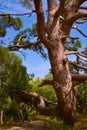 Pine Stankevich Crimea. Conifer tree. Royalty Free Stock Photo