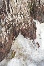 Pine Stem with Ice