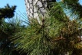 Pine stem