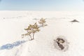 Pine on stony snow coast of winter lake. A natural winter background