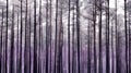 pine straight line pattern purple black Royalty Free Stock Photo