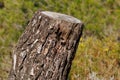 Pine stump with bokeh in the forest natural park Sierra de Mariola