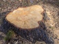 Pine stump in the forest