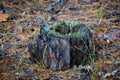 Pine stump in forest