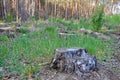 Birch stump in the forest, the remainder of the felled tree, deforestation