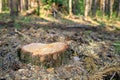 A pine stump remained after deforestation