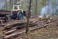 Pine stump, result of tree felling. Total deforestation, cut forest