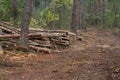 Pine stump, result of tree felling. Total deforestation, cut forest