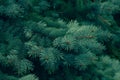 Pine texture green coniferous. Pine texture green coniferous, green background. Natural pattern. Abstract closeup of green pine te