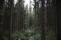 Pine thicket. Forest thicket, pine trees in the forest. Saint Petersburg region Russia, Toksovo. Dark creepy pine forest. Mystic s Royalty Free Stock Photo