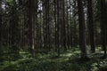 Pine thicket. Forest thicket, pine trees in the forest. Saint Petersburg region Russia, Toksovo. Dark creepy pine forest. Mystic s Royalty Free Stock Photo