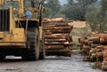 PIne timber cut for transportation and used in paper manufacturing