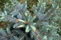 Pine tips. Evergreen tree with young tips Royalty Free Stock Photo