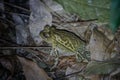 Wildlife: Pine toad dwelling in jungles of Northern Guatemala