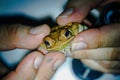 Wildlife: A Biologist holds a Pine Toad at night in the Northern Jungles of Guatemala