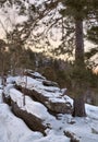 Pine on the top of the mountain is `Round` in Belokurikha