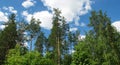 Pine tops against blue sky. Panorama Royalty Free Stock Photo
