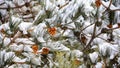 Detail of pine tower and pine needles in snow and ice, close-up. Royalty Free Stock Photo