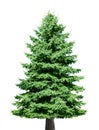 Pine Tree Royalty Free Stock Photo