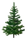 Pine tree Royalty Free Stock Photo