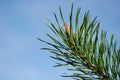 Pine-tree