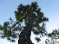 Pine Tree