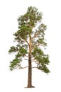 Pine tree Royalty Free Stock Photo