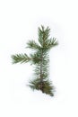 Pine-tree