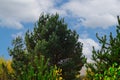 Pine tree against a blue sky with white clouds. Royalty Free Stock Photo