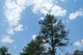 PINE TREE AGAINST BLUE SKY WITH WHITE CLOUDS Royalty Free Stock Photo