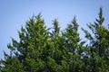 Pine tree against a bright blue sky Royalty Free Stock Photo