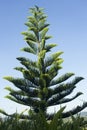 Pine tree against bright sky background.The top of the pine tree Royalty Free Stock Photo